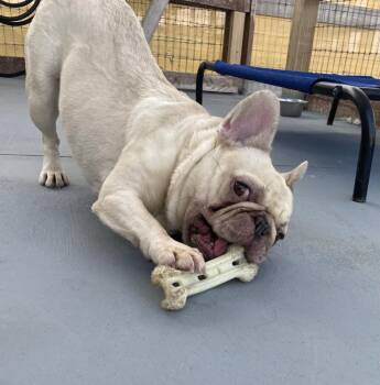Juneau -  French Bulldog Dog for Adoption in Winter Garden, Florida - Juneau | PetCurious