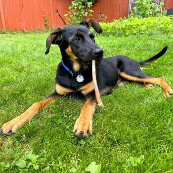 Leah -  Shepherd and Mixed Breed Dog for Adoption in Woodinville, Washington - Leah | PetCurious