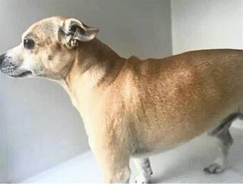 A657466 -  Chihuahua Dog for Adoption in Houston, Texas - A657466 | PetCurious