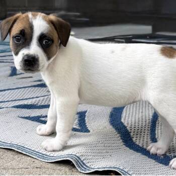 Skye -  Pointer and Pit Bull Terrier Dog for Adoption in Brockport, New York - Skye | PetCurious