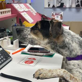 Rescue Treeing Walker Coonhound Dogs for Adoption in Uniontown, Pennsylvania - Remi | PetCurious