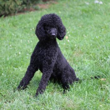 Poppy -  Standard Poodle Dog for Adoption in Versailles, Kentucky - Poppy | PetCurious