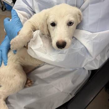 Twina -  Great Pyrenees and Mixed Breed Dog for Adoption in Edinburg, Texas - Twina | PetCurious