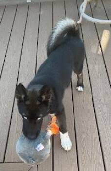 Sapphire -  Husky and Shepherd Dog for Adoption in Akron, Ohio - Sapphire | PetCurious