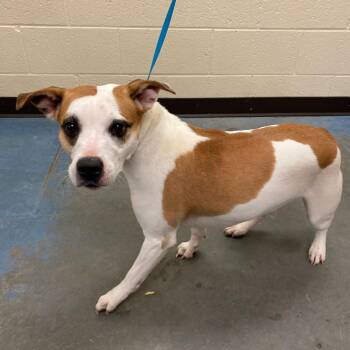 Mixed Breed Dogs Available for Adoption - ARYA | PetCurious