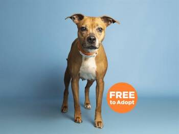 Pit Bull Terrier Dogs Available for Adoption in Phoenix, Arizona - LUCY | PetCurious