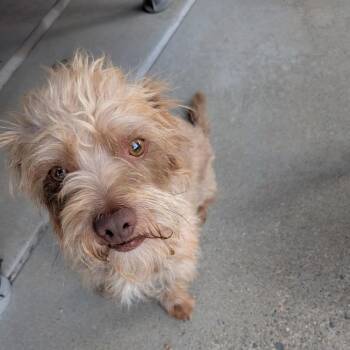 Clark -  Terrier and Mixed Breed Dog for Adoption in Prescott, Arizona - Clark | PetCurious
