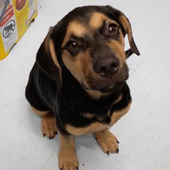 CSAS-Stray-920 -  Mixed Breed Dog for Adoption in Springtown, Texas - CSAS-Stray-920 | PetCurious