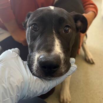 Elish -  Pit Bull Terrier and Mixed Breed Dog for Adoption in Nashville, Tennessee - Elish | PetCurious