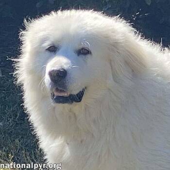 Princess in TN - Loves Belly Rubs -  Great Pyrenees Dog for Adoption in Beacon, New York - Princess In TN - Loves Belly Rubs | PetCurious