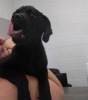 A389298 -  Labrador Retriever Dog for Adoption in Ocala, Florida - A389298 | PetCurious