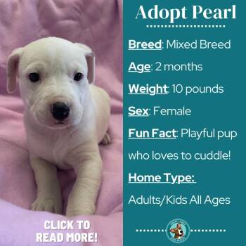 Black Mouth Cur and Beagle Dogs Available for Adoption in Metamora, Michigan - Pearl | PetCurious