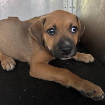 Briallen -  Pit Bull Terrier Dog for Adoption in Birmingham, Alabama - Briallen | PetCurious