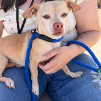 Chihuahua Dogs Available for Adoption - Jake | PetCurious