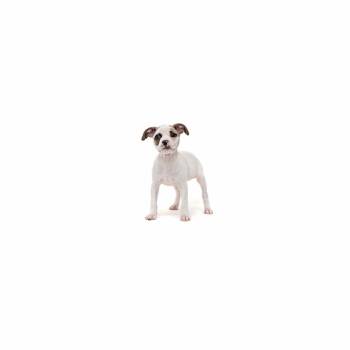 Honda -  Mixed Breed Dog for Adoption in Los Angeles, California - Honda | PetCurious