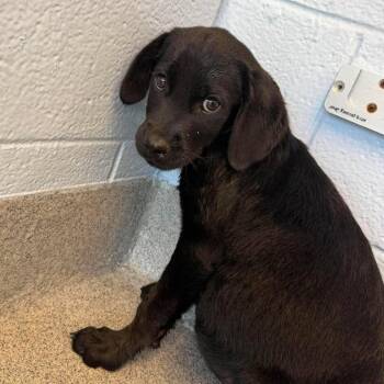 Fusilli -  Mixed Breed Dog for Adoption in Martinsville, Virginia - Fusilli | PetCurious