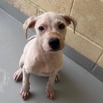 Roo -  Pit Bull Terrier Dog for Adoption in Lufkin, Texas - Roo | PetCurious