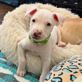 Toby -  Mixed Breed Dog for Adoption in Shorewood, Illinois - Toby | PetCurious