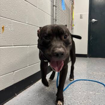 Bow -  Mixed Breed Dog for Adoption in Walker, Michigan - Bow | PetCurious