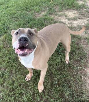 Tazz -  Pit Bull Terrier Dog for Adoption in Evansville, Indiana - Tazz | PetCurious
