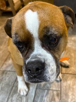 Zoey XII -  Boxer Dog for Adoption in Hewitt, Texas - Zoey XII | PetCurious