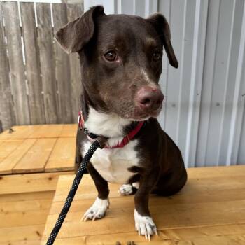Mixed Breed Dogs Available for Adoption in Union, Missouri - Kenai K1 | PetCurious
