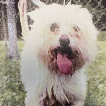 Ollie Orbit 0250 -  Maltese and Mixed Breed Dog for Adoption in Loxahatchee Groves, Florida - Ollie Orbit 0250 | PetCurious