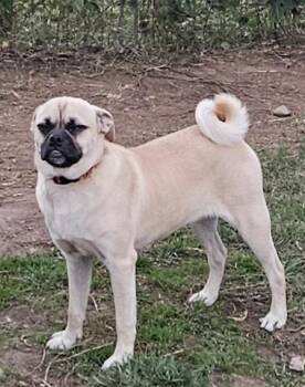 Rescue Pug and Beagle Dogs for Adoption in Moreno Valley, California - Frank | PetCurious