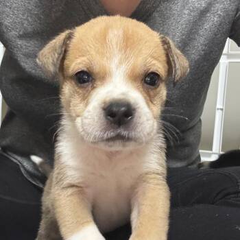 Pointer and Labrador Retriever Dogs Available for Adoption - James Brown | PetCurious