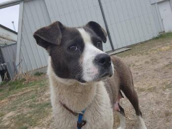 Rescue Labrador Retriever Dogs for Adoption in Humboldt, Saskatchewan - Rosey | PetCurious