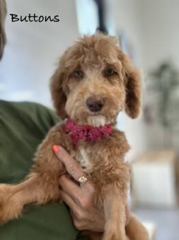 Goldendoodle Dogs Available for Adoption in Las Vegas, Nevada - Buttons  | PetCurious