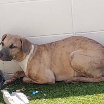 Mixed Breed Dogs Available for Adoption in Loxahatchee Groves, Florida - Rowe 5987 | PetCurious