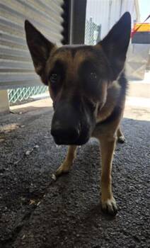 GEORGIOS -  German Shepherd Dog Dog for Adoption in San Bernardino, California - GEORGIOS | PetCurious