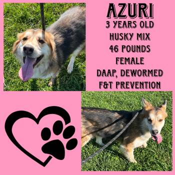 Rescue Husky Dogs for Adoption in Cynthiana, Kentucky - Azuri | PetCurious