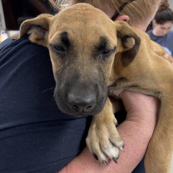 Barack -  Mixed Breed Dog for Adoption in Indianapolis, Indiana - Barack | PetCurious
