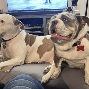 Gentle -  English Bulldog Dog for Adoption in Austin, Texas - Gentle | PetCurious