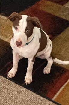 Stewie -  American Bully and Hound Dog for Adoption in Pensacola, Florida - Stewie | PetCurious