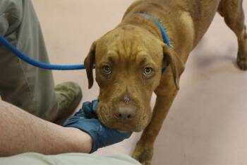 SANDCASTLE -  Mixed Breed Dog for Adoption in Columbia, South Carolina - SANDCASTLE | PetCurious