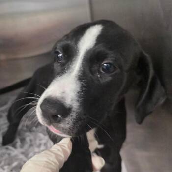 Sidious -  Labrador Retriever and Mixed Breed Dog for Adoption in Clearwater, Florida - Sidious | PetCurious