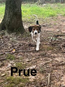 Prue -  Beagle and Hound Dog for Adoption in Stafford, Virginia - Prue | PetCurious
