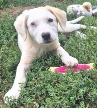 Perfecto -  Australian Cattle Dog Blue Heeler and Labrador Retriever Dog for Adoption in Fort Lupton, Colorado - Perfecto | PetCurious