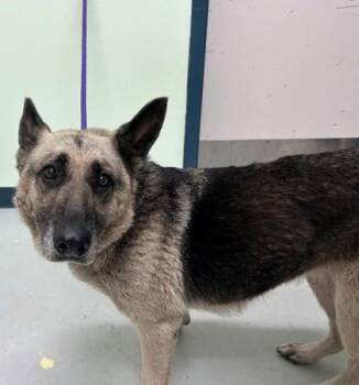 Holly -  German Shepherd Dog and Mixed Breed Dog for Adoption in Savannah, Georgia - Holly | PetCurious