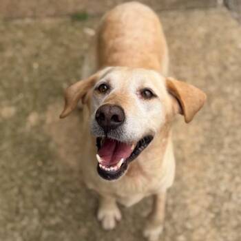 Crayola -  Yellow Labrador Retriever Dog for Adoption in Brownsboro, Alabama - Crayola | PetCurious