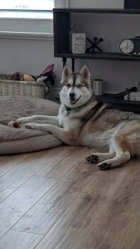 Siberian Husky Dogs Available for Adoption in Toronto, Ontario - Beans | PetCurious