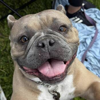 English Bulldog Dogs Available for Adoption in Huber Heights, Ohio - Peaches | PetCurious