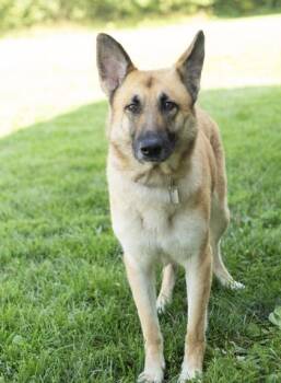 Pebbles -  Mixed Breed Dog for Adoption in Hamilton, Ohio - Pebbles | PetCurious