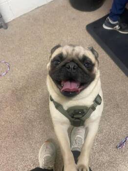 Pug Dogs Available for Adoption in Fruit Heights, Utah - Bizcocho | PetCurious