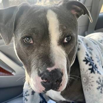 Wilson -  Pit Bull Terrier and Mixed Breed Dog for Adoption in Kansas City, Missouri - Wilson | PetCurious