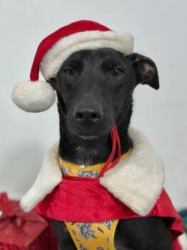 Coffee-One of our Amazing Rescue Dogs -  Black Labrador Retriever and Mixed Breed Dog for Adoption in Carlsbad, California - Coffee-One Of Our Amazing Rescue Dogs | PetCurious