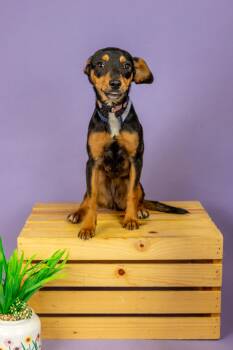 Miniature Pinscher Dogs Available for Adoption - 170-26 | PetCurious